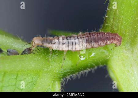 Green Lacewing (Chrysopa perla) hunting for aphids. It is an insect in the Chrysopidae family. The larvae are active predators and feed on aphids. Stock Photo