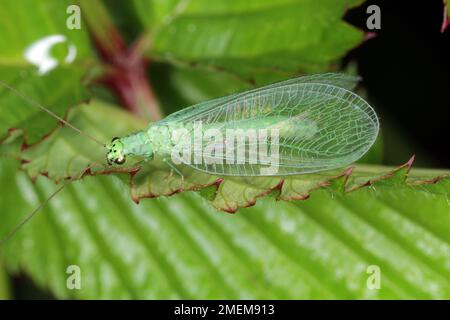 Green Lacewing (Chrysopa perla) hunting for aphids. It is an insect in the Chrysopidae family. The larvae are active predators and feed on aphids and Stock Photo