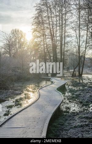 Boarded walkway above wetlands on a cold, frosty morning, UK Stock ...