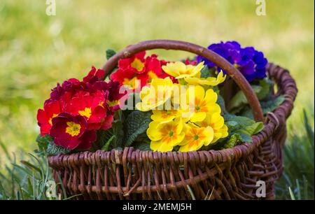 Blossoming primrose in a basket Stock Photo