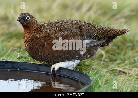 Red Grouse (Lagopus lagopus scoticus) female / hen bird drinking rainwater from animal feed bowl on moorland edge, Lammermuir Hills, Scotland Stock Photo