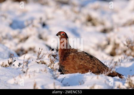 Red Grouse (Lagopus lagopus scoticus) male bird in snowy conditions on heather moorland, Lammermuir Hills, Berwickshire, Scottish Borders, Scotland Stock Photo