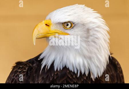 Bald Eagle head in profile Stock Photo