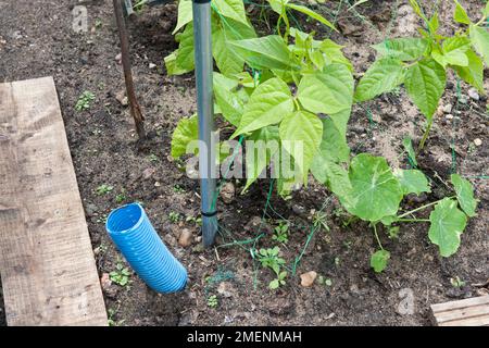 water conservation, water pipe, runner beans, directing water to the roots, watering, Stock Photo