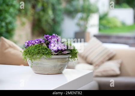 Pale green glazed bowl filled with purple and white Saintpaulia and Soleirolia soleirolii Stock Photo