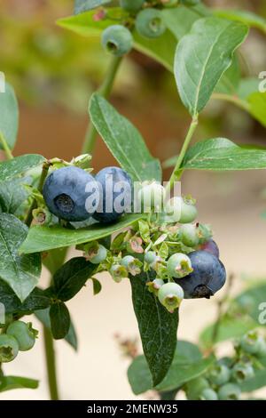 Blueberry Patriot Stock Photo