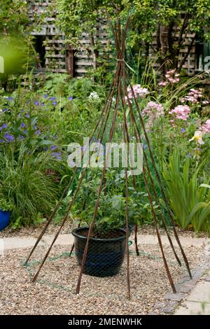 Planting a blueberry plant in glazed terracotta pot; adding a wigwam of canes and netting to protect from birds Stock Photo