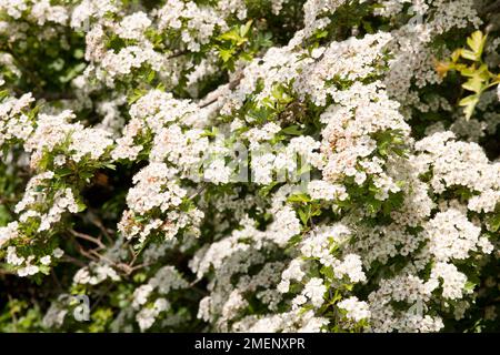 Crataegus monogyna (Common Hawthorn) bearing clusters of tiny white flowers, close-up Stock Photo