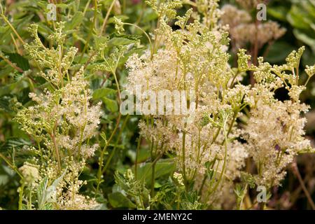 Filipendula ulmaria (Meadowsweet), white flowers Stock Photo