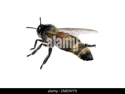 Himalayan Honey bee Stock Photo
