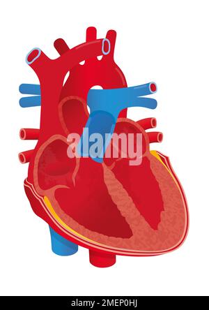 Cross section of human heart diagram on medical background. 3d ...