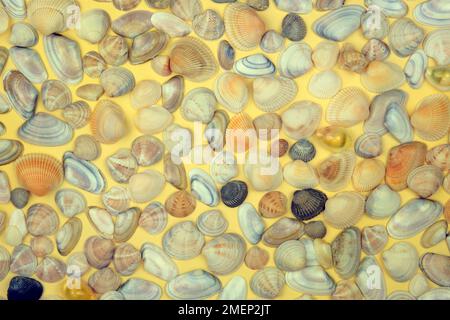 Sea shells on a yellow background. Vacation in coast. Top view. Stock Photo