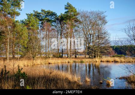 Trees, bushes and reeds, reflecting in the thin ice on a lake near Dwingelo, The Netherlands Stock Photo