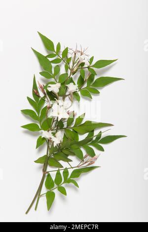 Jasminum officinale (Common Jasmine) bearing white flowers and green leaves Stock Photo