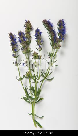 Hyssopus officinalis (Herb Hyssop) bearing purple flowers and green leaves on long stems Stock Photo
