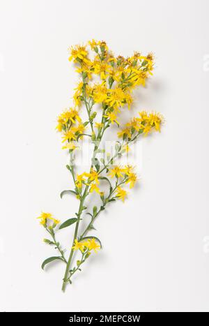 Solidago virgaurea (European Goldenrod) yellow flower stem cutting Stock Photo