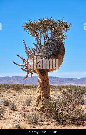 Quiver Tree, Kgalagadi Transfrontier Park Stock Photo