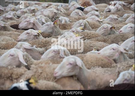 France, Languedoc-Roussillon, Lozere, Hures-la-Parade village, herd of sheep, close-up Stock Photo