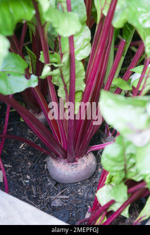 Beetroot 'Boltardy' growing in a wooden crate on a patio Stock Photo
