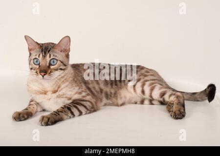 Brown rosetted Bengal cat with blue eyes, lying down, side view Stock Photo