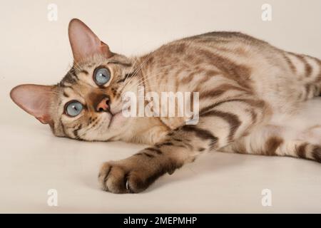 Brown rosetted Bengal cat with blue eyes, lying down, looking at camera Stock Photo