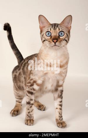 Brown rosetted Bengal cat with blue eyes, standing, looking at camera, front view Stock Photo