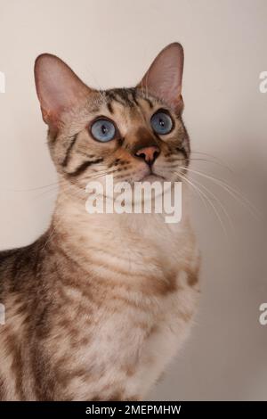 Brown rosetted Bengal cat with blue eyes, side view Stock Photo