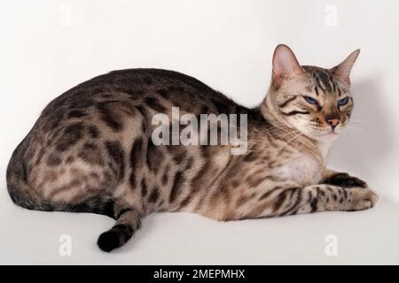 Brown rosetted Bengal cat with blue eyes, lying down, side view Stock Photo