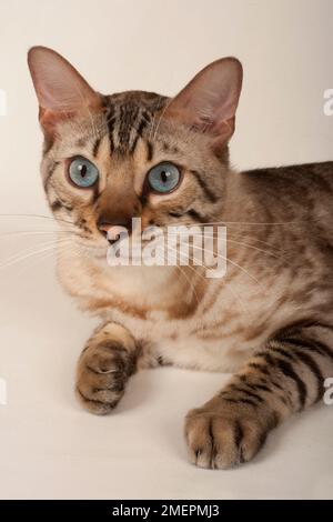 Brown rosetted Bengal cat with blue eyes Stock Photo