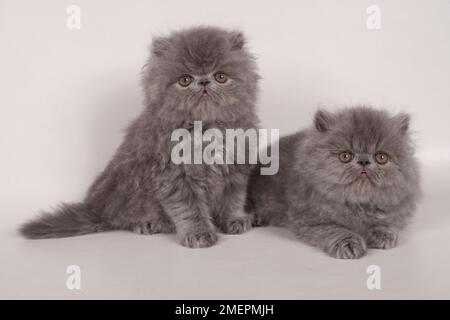 Two Blue Persian kittens, one sitting, the other lying down both looking at camera Stock Photo