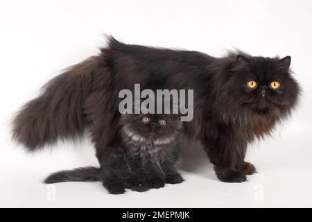 Black Smoke Persian cat standing with kitten, looking at camera Stock Photo