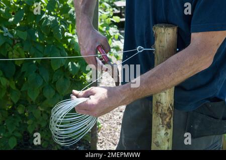 Using wire cutters to attach wire to a wooden post, to create wire support Stock Photo