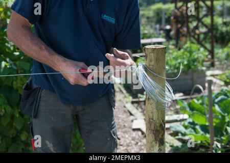 Using wire cutters to attach wire to a wooden post, to create wire support Stock Photo