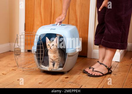 Young cat stepping out of cat carrier, woman standing nearby with her hand on the handle Stock Photo
