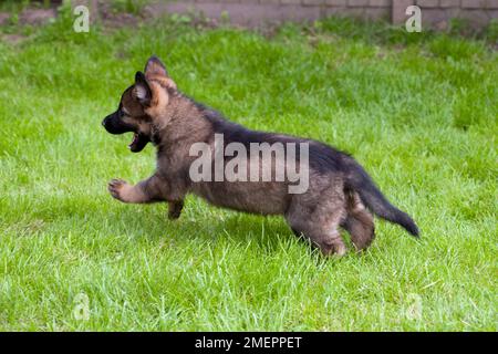 German Shepherd puppy Stock Photo