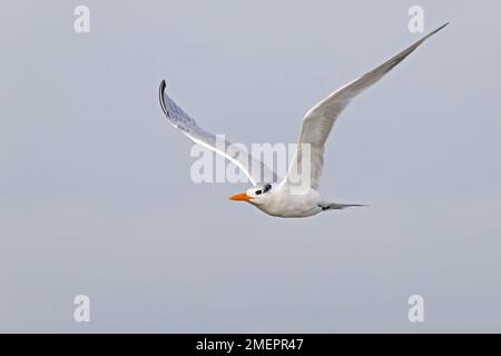 A royal tern (Thalasseus maximus) in flight at the coastline. Stock Photo