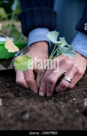 Cabbage, Brassica oleracea, planting out young plants into the vegetable garden Stock Photo