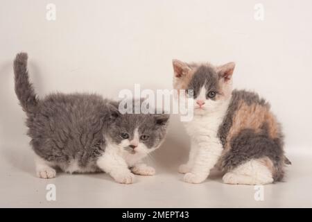 Selkirk Rex kitten Stock Photo