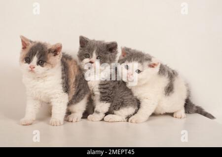 Selkirk Rex kittens Stock Photo