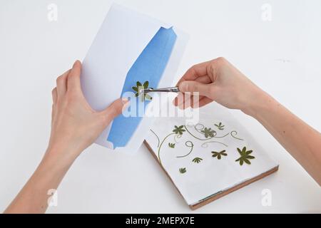 Using tweezers to place pressed dry leaves in envelope, close-up Stock Photo