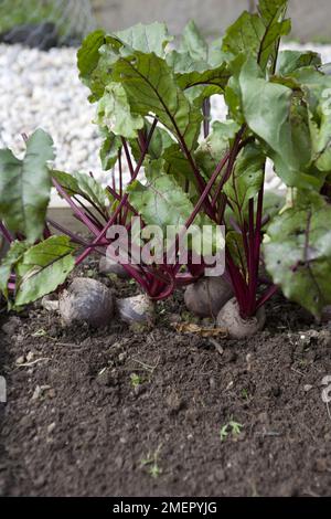 Beetroot, Beta vulgaris, Bolthardy, ready to harvest crop in vegetable bed Stock Photo