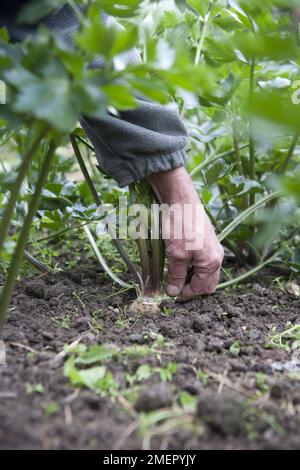 Celeriac, Apium graveolens var. rapaceum, Monarch, stem crop, removing leaves from developing root Stock Photo