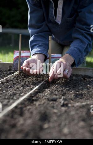 Lettuce, Lactuca sativa, Tom Thumb, salad crop, leaf crop, sowing seeds in a seed drill Stock Photo