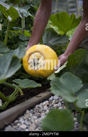 Summer squash, Cucurbita pepo, Patty Pans, cucurbit, harvesting a mature fruit from crop Stock Photo