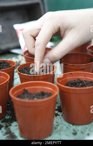 Tomato, Solanum lycopersicum, Totem, sowing seeds into small pots of compost Stock Photo