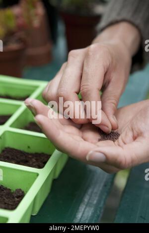 Turnip, Brassica rapa, Atlantic, root crop, sowing seeds into modular tray Stock Photo