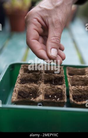 Dill, herb, Anethum graveolens, sowing seeds in biodegradable modular seed tray Stock Photo