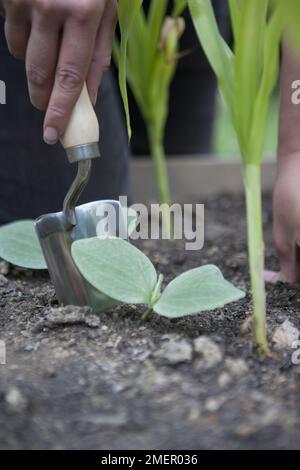 Summer squash, Patty Pans,  Cucurbita pepo, transplanting crop into vegetable bed Stock Photo