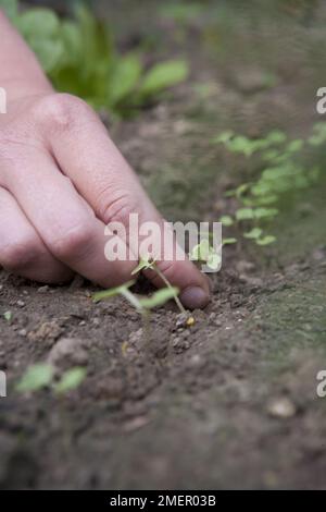 Swede, Magres, Brassica napobrassica, thinning out directly sown seedlings Stock Photo