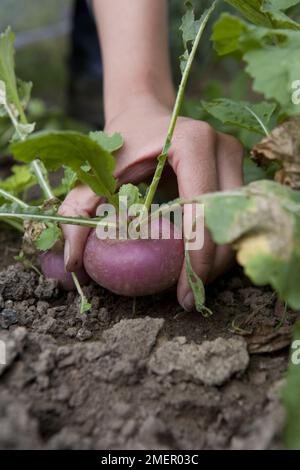 Turnip, Atlantic, Brassica rapa. harvesting crop from vegetable patch Stock Photo